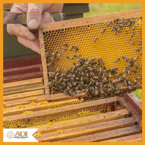 Sweet Honey Acacia Organic  and Almonds